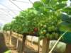 indoorstrawberriesproduction_small.jpg