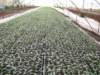 promotionseedlingproduction_small.jpg