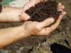 wormcompost_small.jpg